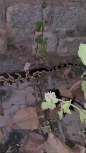 Python rescue (Part - 1)