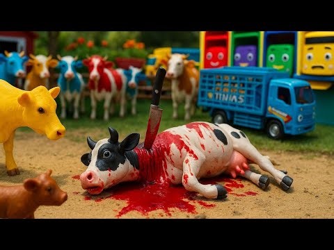 wadidau ‼️ proses potong sapi kurban | new cow video | new cow vlog | video