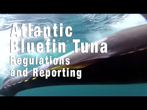 Atlantic Bluefin Tuna Fishing: Regulations and Reporting