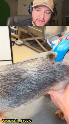 David Ralph Rubino on Instagram: "How to give a dog a hair cut"