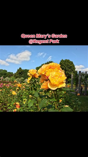 🚶 Walk from Regent’s Park Station to Queen Mary’s Gardens \t1.\tExit Regent’s Park Station (Bakerloo Line) onto Marylebone Road, and turn right toward Park Square . \t2.\tWalk around Park Square and enter Regent’s Park through the pedestrian gate. \t3.\tFollow The Broad Walk (the straight, tree‑lined path) heading northeast. Along this route, you’ll pass several lovely gardens, including the Italian Garden . \t4.\tOnce you reach the Inner Circle roadway, look for the entrance on your left—this 