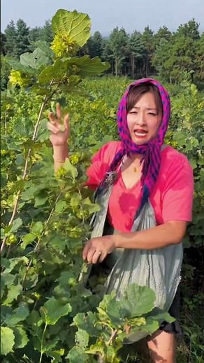 Raw hazelnuts 🌰🌰 harvesting from Farm by Rural Farmer | delicious fresh hazelnuts #farming