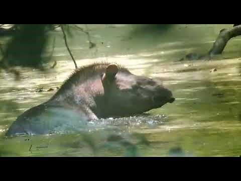 Wild Tapir in the Amazon (Tapirus terrestris) Tambopata Peru