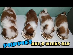 HOW TO FEED A SIX WEEKS OLD SHIH TZU PUPPIES