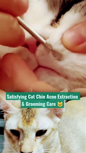 Satisfying Cat Chin Acne Extraction & Grooming Care 🐱