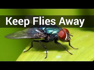 Keep Flies Away From Porch | How to Keep Flies Away From House