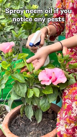 Give Your Hibiscus Plant This Simple Care 🌺. #hibiscus #garden