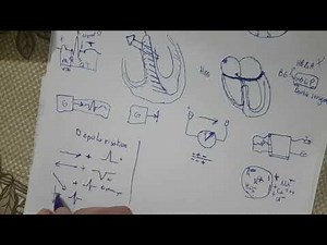 formation ECG : 5/notion de base part 4