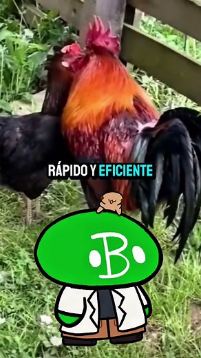 Reproducción de Gallos: Biología y Curiosidades