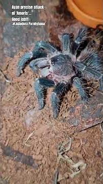 Amoris, my Lasiodora Parahybana | Brazilian Salmon Pink Bird-eating Tarantula