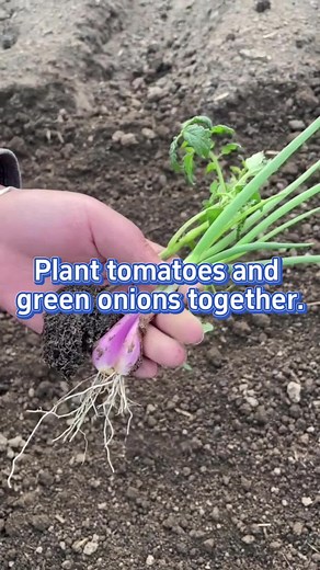 #plants #garden #farm #planting #gardening #farming #plantingtips #gardeningtips #farmlife #vegetable #plantingtips #gardeningtips #veggies #tomatoes #onions