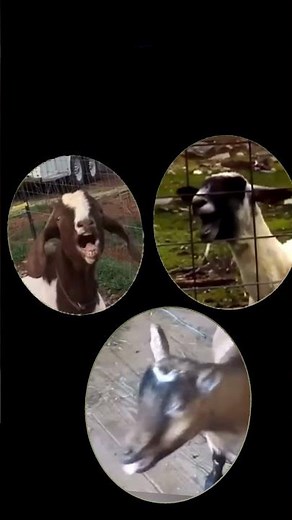 Three Screaming Goats: Best played at max volume near coworkers or pets.😆 #goat #funny #animals