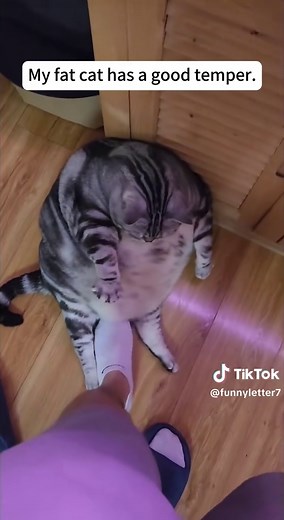 Looop (@funnyletter7)’s videos with original sound - Looop