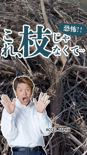 これ、枝じゃなくて… #雑草対策 #葛根湯 #クズ #葛 #白崎コーポレーション