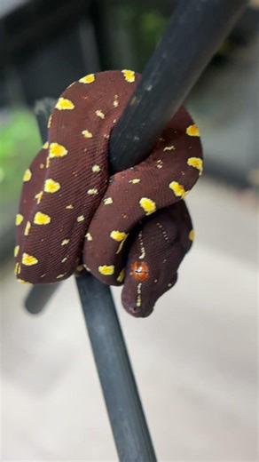 Beautiful snake! #snake #gtp #stunning #morning