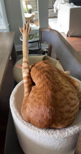 Meet Keebler: The Hilarious Oriental Shorthair Cat!