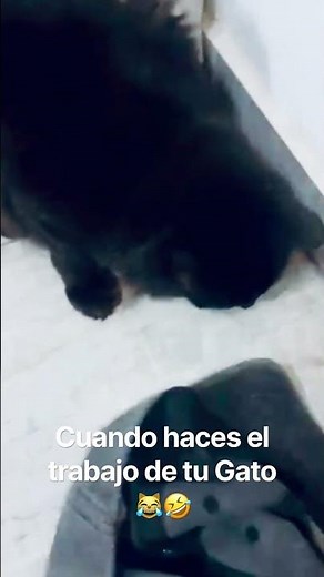 Cuando haces el trabajo de tu Gato 😹🤣 #viralvideo #funny #cat #gatos