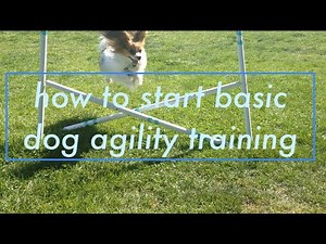 How To Start Basic Dog Agility Training Tips and Tricks *Updated 2020*