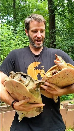 These Softshell turtles are a HANDFUL! #turtle #reptiles #wildlife
