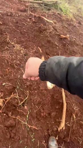 Ants carry food back to their colony in Chapecó, Santa Catarina, Brazil