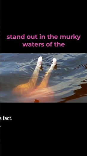 Pink Dolphin: River’s Gentle Mystery #wildlife #wildlifedocumentary #animals