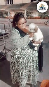 Dog Transport Service Experience | Honest Feedback | Pet Transport