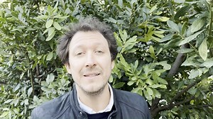 Le Laurier-Sauce, la plante bienfaitrice pour votre santé | ici Normandie (Seine-Maritime - Eure)