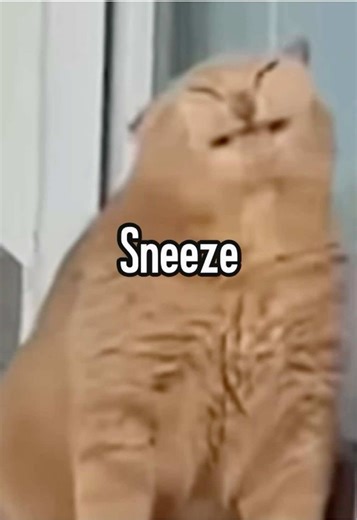 Understanding Cat Allergies and Relief Solutions