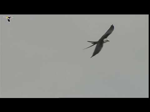 A Swallow-tailed Kite flying
