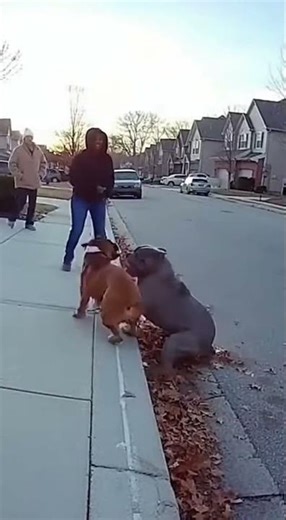 Pitbull Charges at Boxer in Sudden Street Fight #viral #dog #shorts