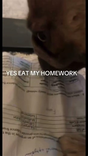 My dog eat my homework 😭😭😭￼