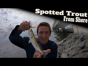 How To Catch Spotted Sea Trout From Shore [Bank Fishing]: Spotted Sea Trout Fishing | SFSC