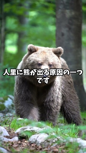 hikariの日常#日本の狩猟( 法律）#狩猟法#廃棄物処理法#違法狩猟#一人暮らし
