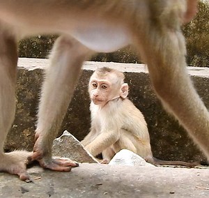 15K views · 625 reactions | My Goodness, Baby LEO Was Very Sad By His Mom Leaving, Scr-ea-ming Out Laud, | Story History | Facebook