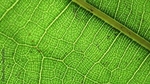 Green leaf background. Macro plant texture and nature pattern closeup. Botany, natural ingredients, vegetation concept. Selected focus