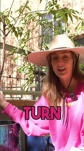 Something was killing my peach tree… and I finally found out why 🍑😢