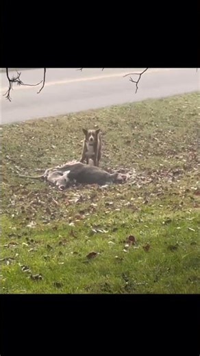 Wolf eating dead deer #wolf #deer #eating #deerseason