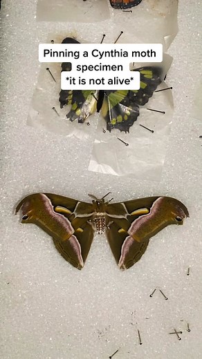 Pinning a Cynthia Moth Specimen: Insect Taxidermy Process