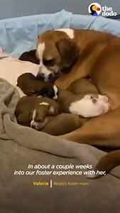 Pregnant dog found on the side of the highway gives birth to 9 puppies — then surprises everyone again! 💕 | The Dodo