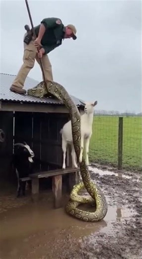 Python Caught a Goat — Officer Smashes with Epic Rescue Skills #python #goat #rescue