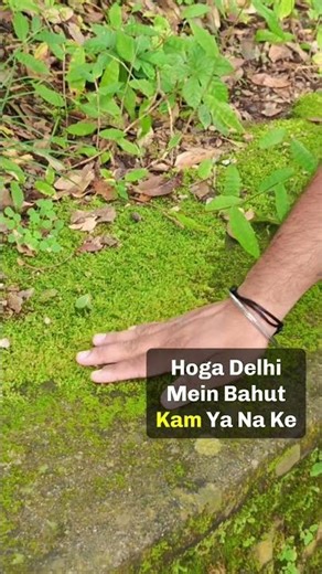 Lichen - Pollution and Litmus test #shorts