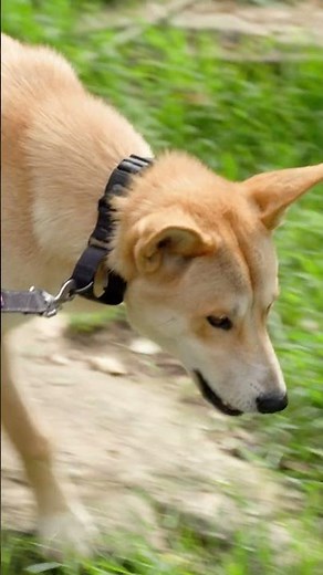 These walks aren't just enriching for the animals ✨ | Secrets of the Zoo