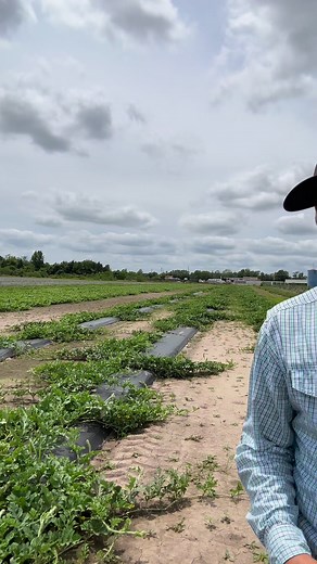 17K views · 979 reactions | Mix those crops up a bit! In partnership with Syngenta Group #sponsored #croprotation #RegenerativeAgriculture #soilhealth #growingfood | Farmer Froberg | Facebook