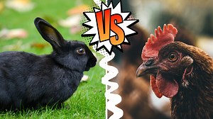 5 Reasons Rabbits are Better than Chickens for Backyard Homesteading - Purpose Driven Homestead