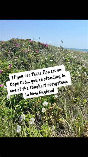 The wild beach roses you see all over Cape Cod are called Rosa rugosa, commonly known as beach roses or rugosa roses. Why they grow everywhere on the Cape They thrive in harsh coastal conditions because they: \t•\tTolerate salt spray \t•\tGrow well in poor sandy soil \t•\tSurvive strong wind and storms \t•\tSpread easily through underground runners That’s why you see them all along the dunes, bike paths, and beaches in places like Cape Cod and other parts of coastal Massachusetts. How to recogni