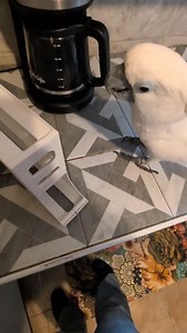 #furbythebirb helps me #unload #groceries | Furbythebirb