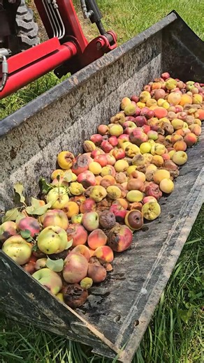 What we do with Bad Fruit from the orchard. #orchard #homesteadinglife Buy T-Shirts and Hoodies on Our Website: https://www.countryviewacreshomestead.com Our Amazon Shop full of great Homesteading items: https://www.amazon.com/shop/countryviewacres TYM Tractors: https://tym.world/en-us/ The Tractors we use are the TYM 2515 - 24 Horsepower compact tractor TYM T654 - 67 horsepower compact utility Tractor J.I. Case 730 (1961) Allis Chalmers D17 Series 1 (1959) E-mail us at: countryviewacreshomestea