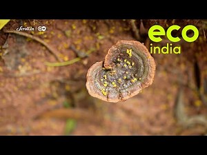 Eco India: How a citizen science lab in Tamil Nadu is unlocking the potential of the mighty fungi