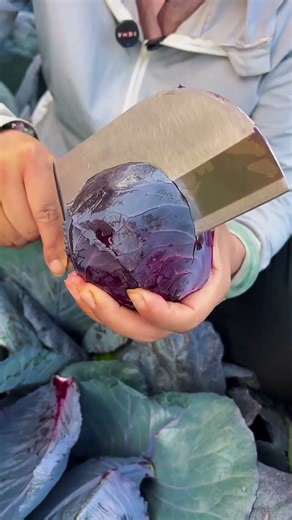 farmer innovation, cabbage with exotic colors #smartfarming