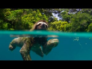 Sloth Can Swim